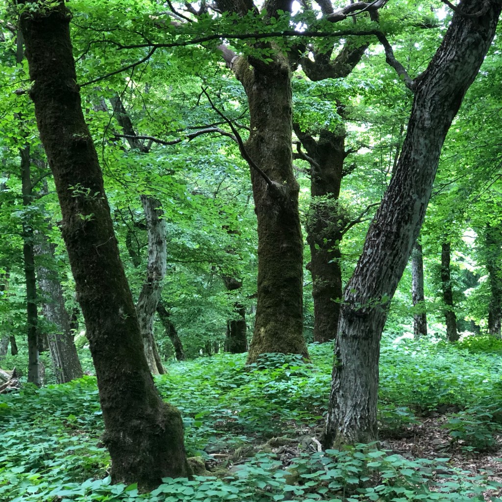 Kantuôn Ćakuluôn – podcast – epizoda 8 – “Peškaduor i&nbsp;angulja”